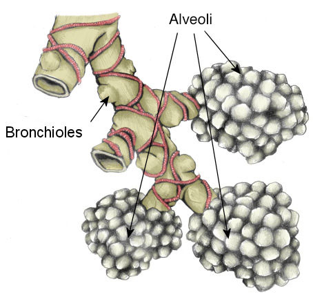 Alvioli
