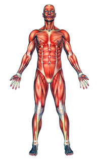 Anatomical position