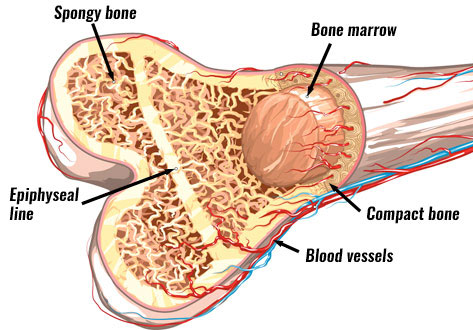 Structure of a long bone