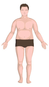 Body Shapes & Somatotypes –