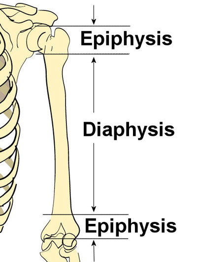 Bone Structure Anatomy Explained What Is Bone Marrow