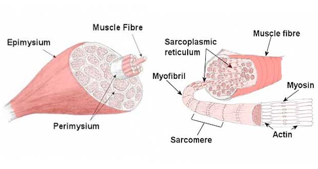 Simple Muscle Labeled Diagram