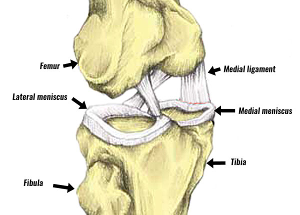 Synovial joint meniscus