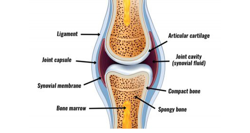 Synovial Joints Structure