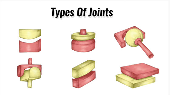 Types Of Joints Synovial Cartilaginous Fibrous Explained