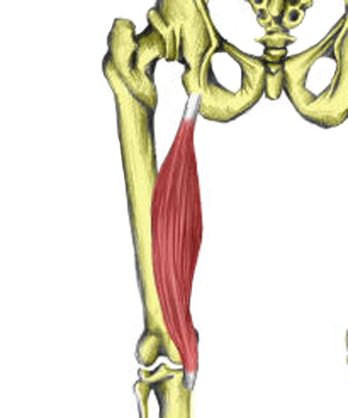 Anatomy of the Knee joint Quiz