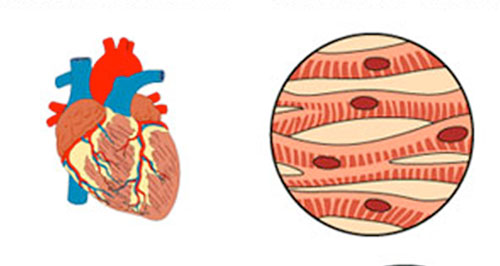 cardiac muscle