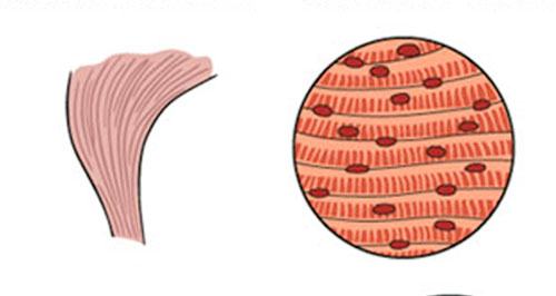 types of muscle - skeletal