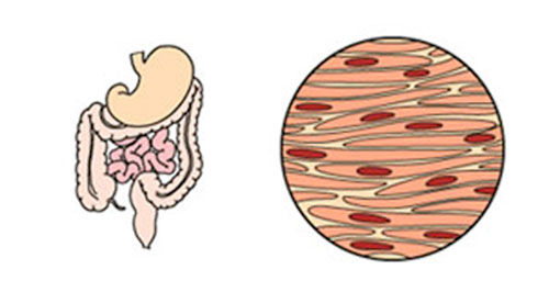 types of muscle - smooth